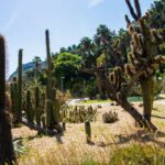 Outdoor Cactus Garden Ideas: 7 Proven Ways to Create an Easy, Stunning Desert Oasis