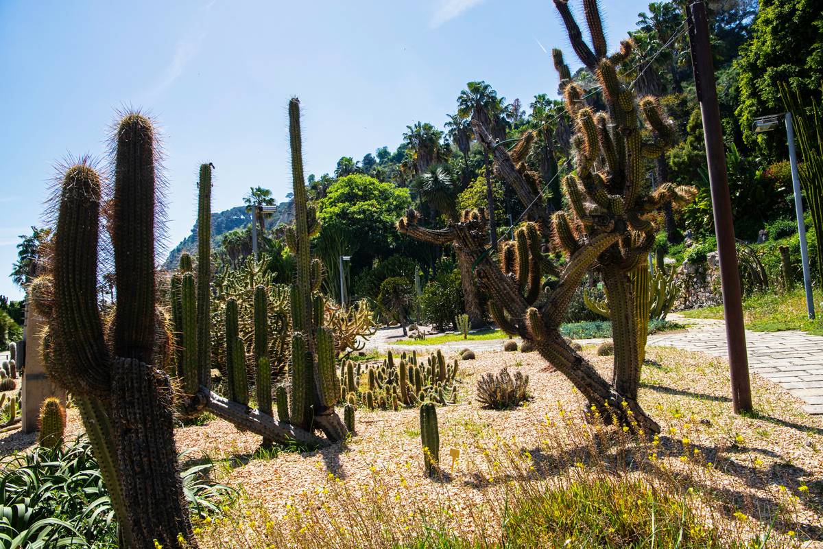Outdoor Cactus Garden Ideas: 7 Proven Ways to Create an Easy, Stunning Desert Oasis